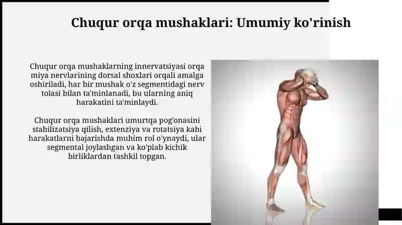 Orqa yuza va chuqur guruh mushaklari: funksional vatopografikanatomiyasi 4