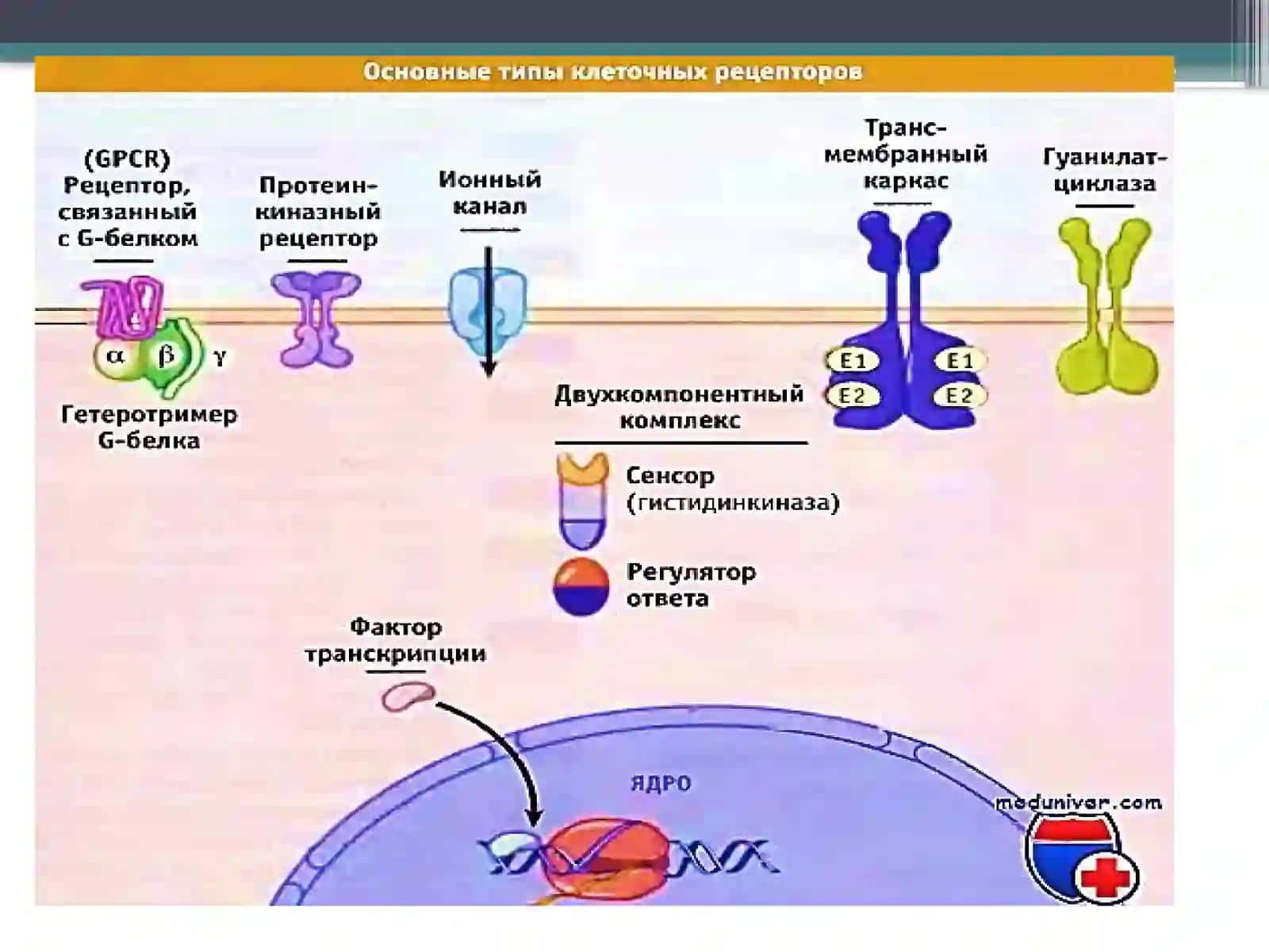 Biofizika fanidan Retseptor hujayralar tuzilishi 4