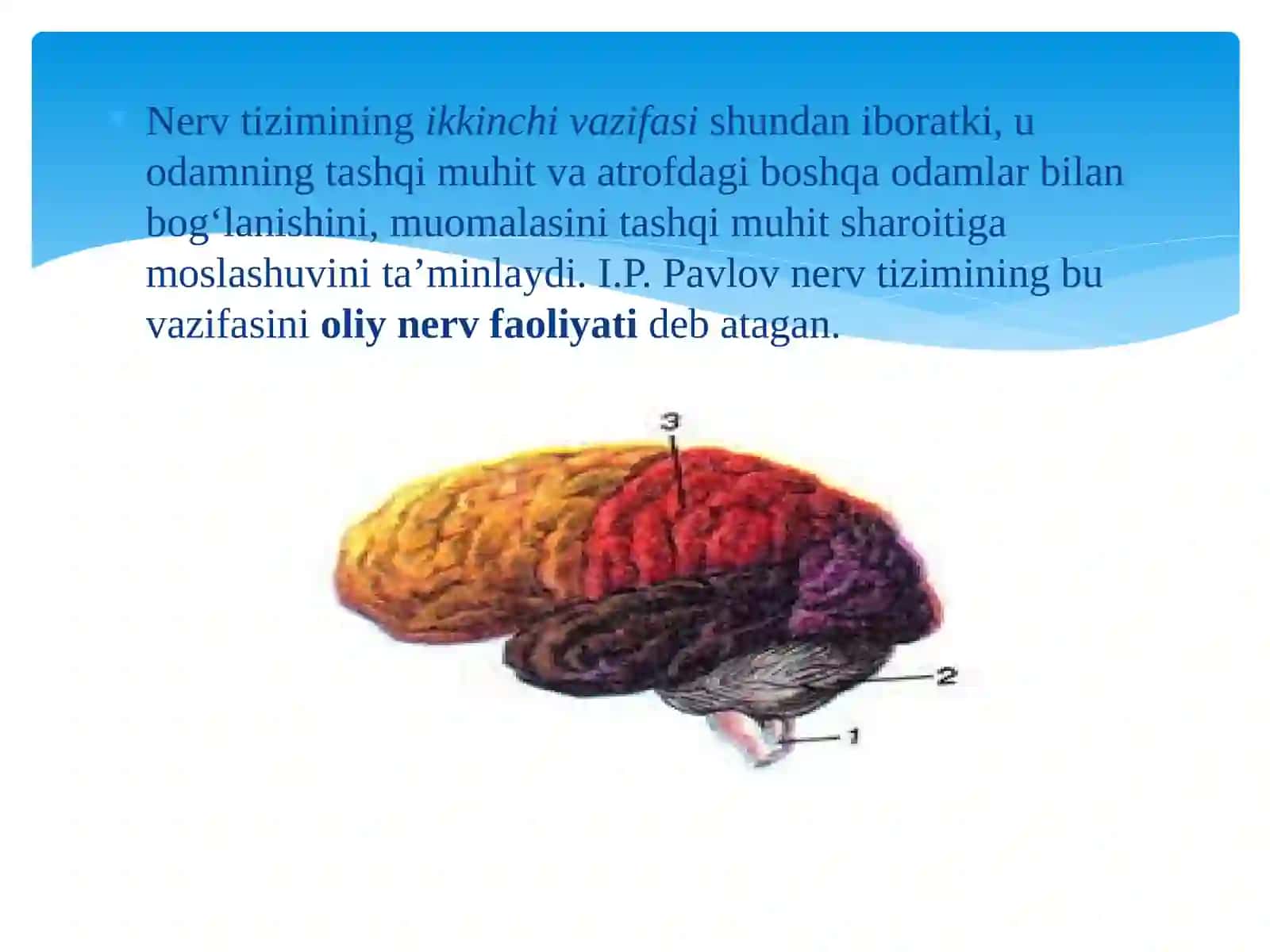 Nerv sistemasining umumiy tuzilishi 4