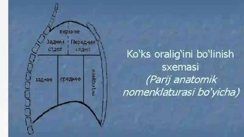 Koʻksoraligʻi zolariki anatomiyasi va ulardagi operatsiyalar 4