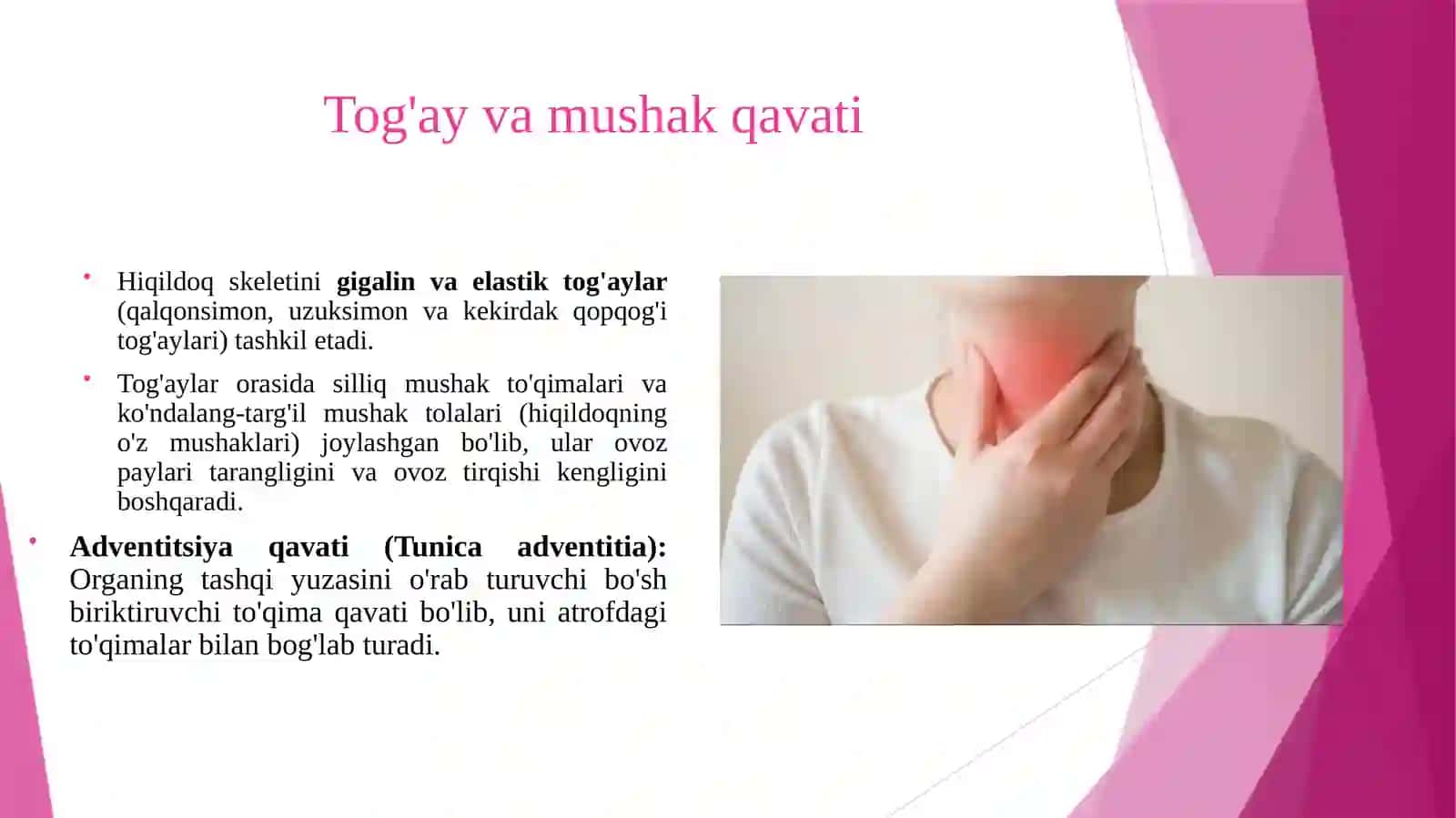 Hiqildoq traxeya gistologik tuzilishi 4