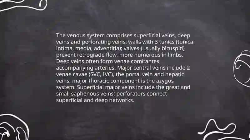 Vascular System 4