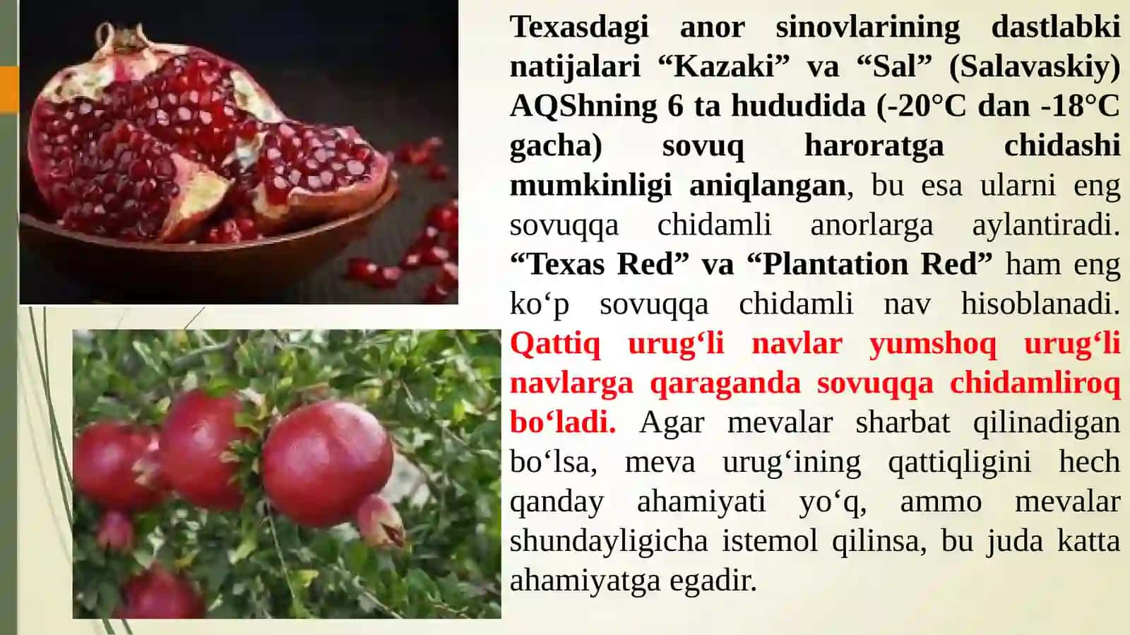 Anor navlari 4