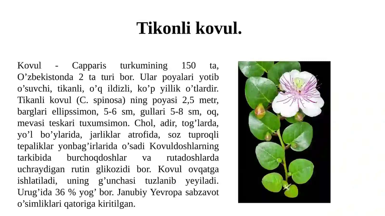 Capparaceae, Brassicaceae va Malvaceae oilasi turkumi turlari nomenklaturasini tahlili va oʻrganish qoidalari 4