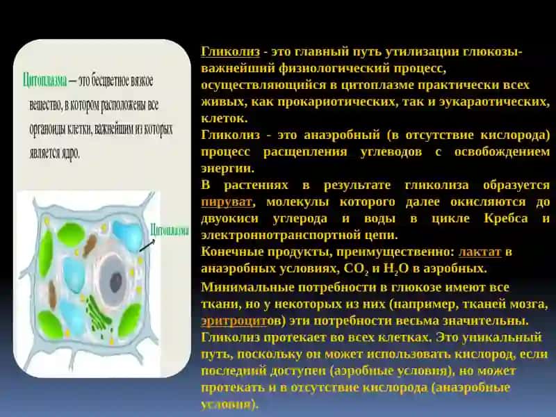Гликолиз 4