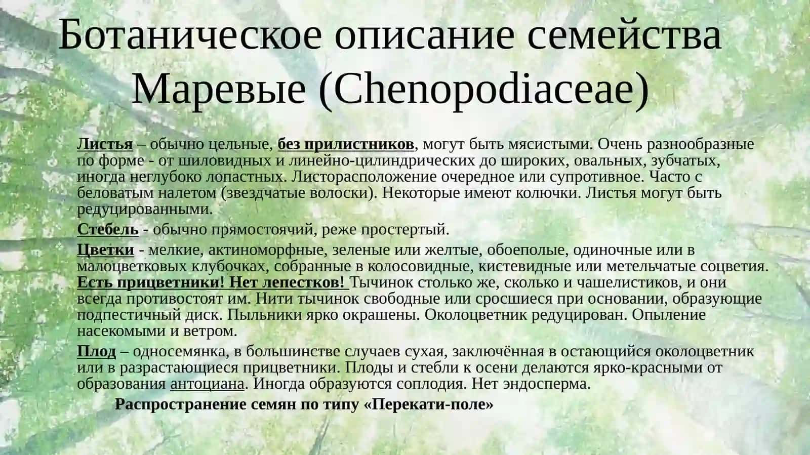 Маревые (Chenopodiaceae) 4