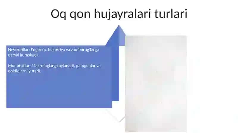 Leykotsitlar 4