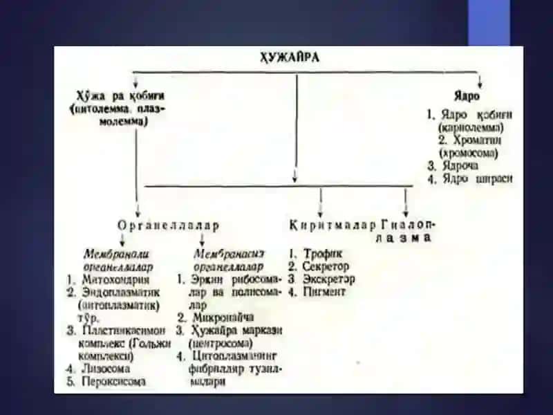 Цитология 4