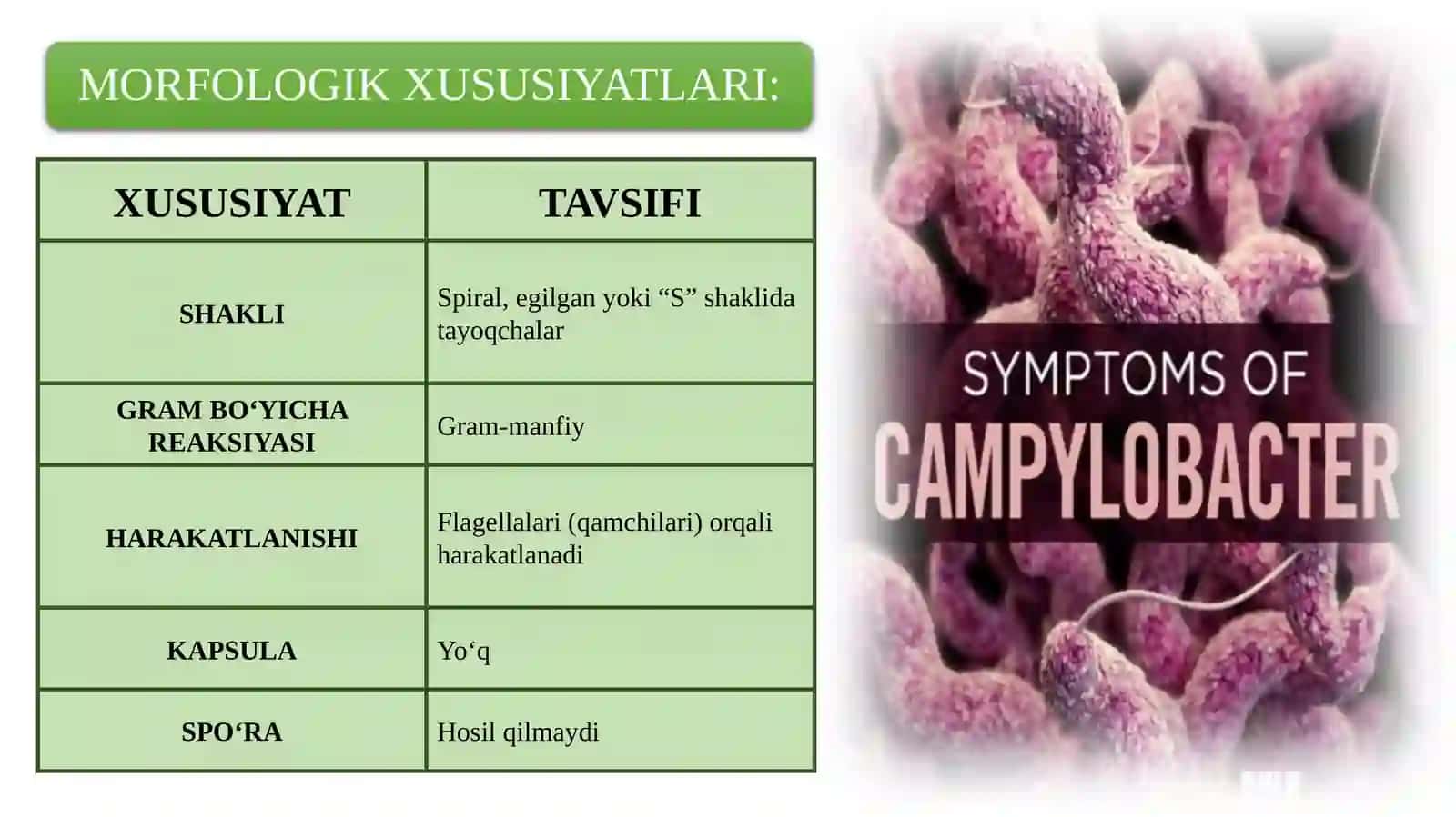 Kampilobakteriyalar va Xelikobakteriyalar 4