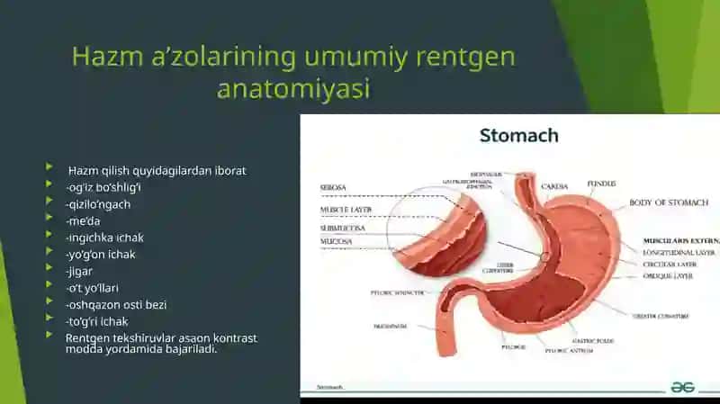 Hazm a’zolarining rentgenanatomiyasi va rivojlanish nuqsonlari.Tishlarning rentgen anatomiyasi 4