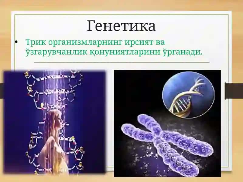 ТИББИЙ ГЕНЕТИКАФАНИ, АСОСИЙ ТУШУНЧАЛАР, РИВОЖЛАНИШ ТАРИХИ ВАЎРГАНИШ УСУЛЛАРИ 4