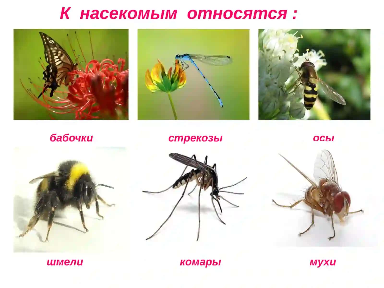 насекомые 4