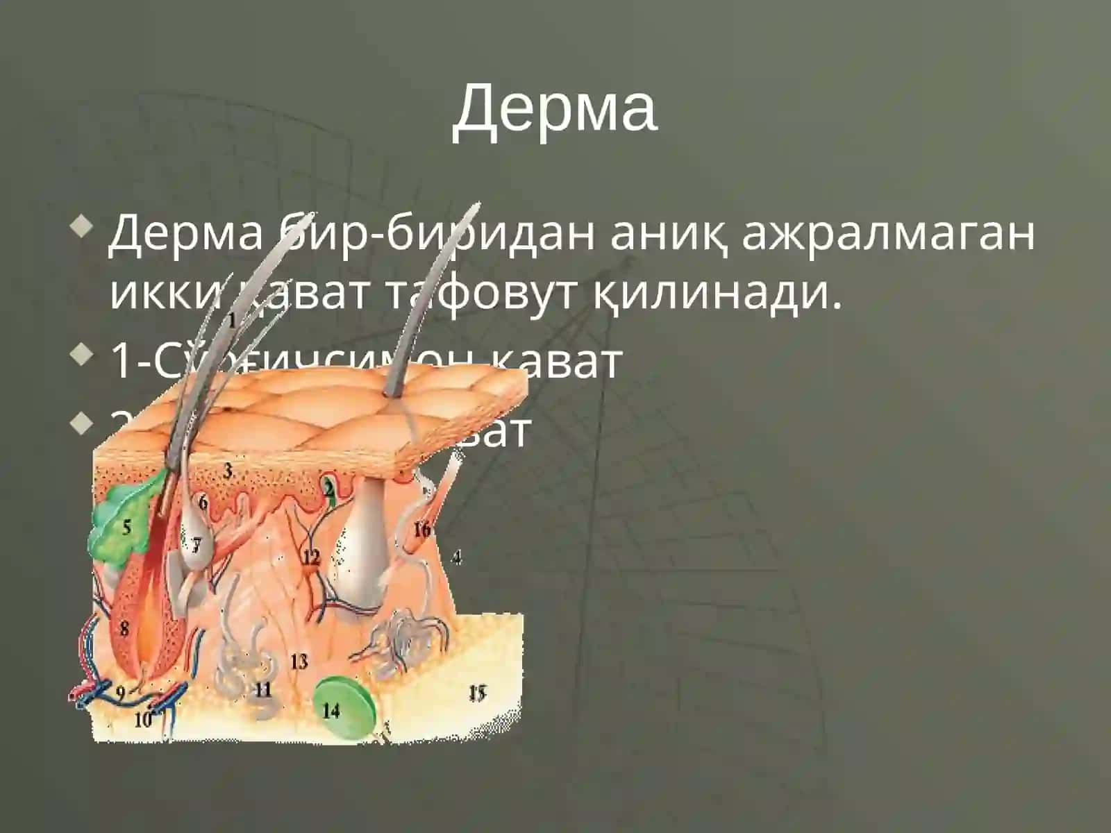Дерматозларни умумий клиник белгилари ва патомофологияси 4