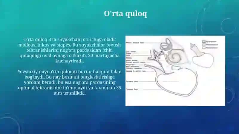 Sezgi a’zolari.Quloq gistologiyasi 4