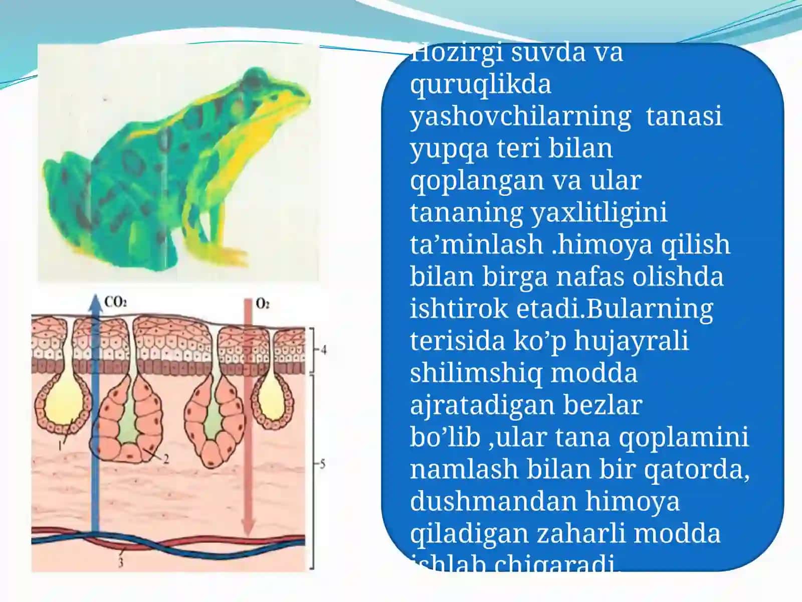 Hayvonlarning tanaqoplamivaharakatorganlari evolutsiyasi 4