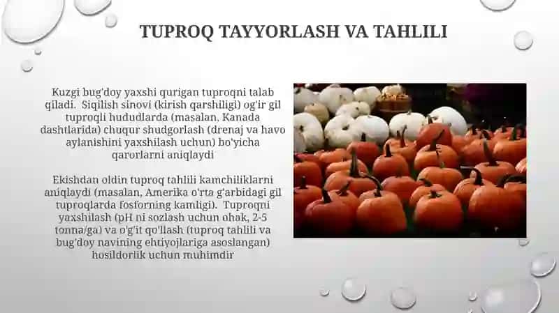 Yerni kuzgi bugʻdoy va kuzgi ekishga tayorlash 4