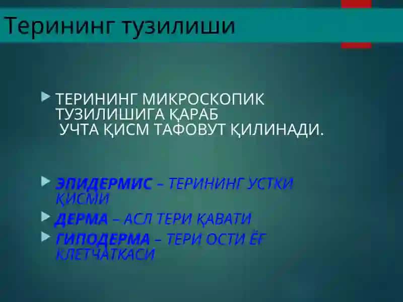 TERINING TUZILISHI VA MORFOLOGIK ELEMENTLARI 4