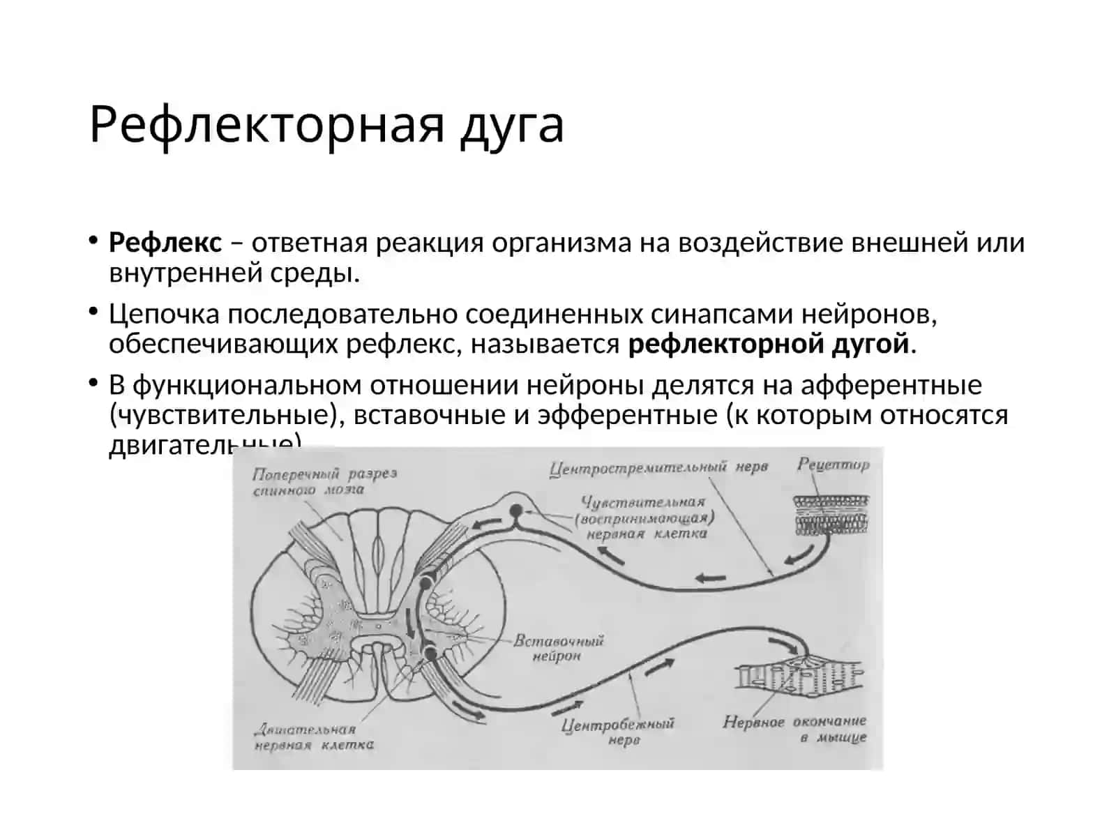 Лекция №6. Простая рефлекторная дуга. Чувствительные проводящие пути. Двигательные проводящие пути 4