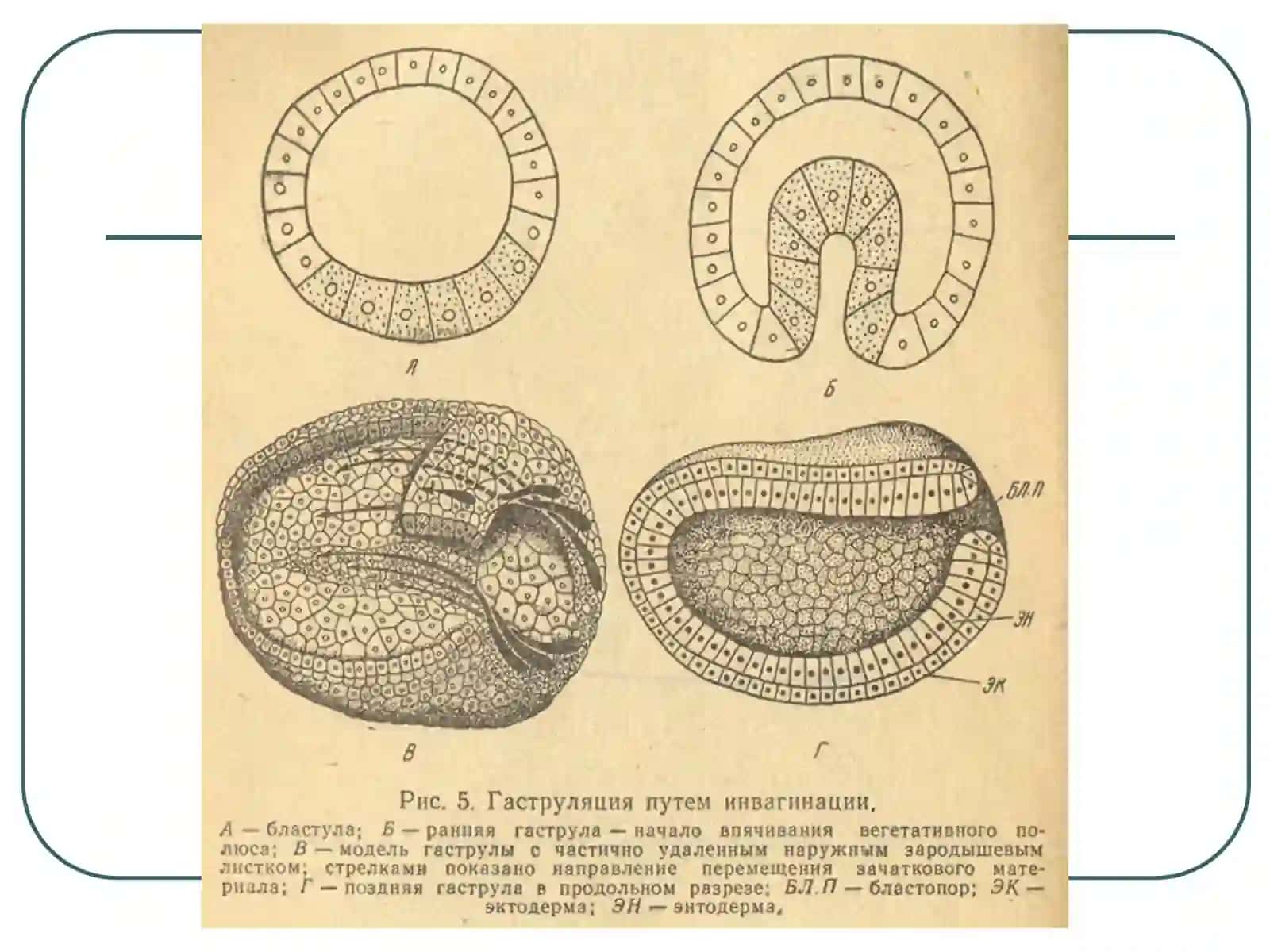 Акушерлик фани ривожланиши асосий боскичлари. Уругланиш. Эмбриогенез 4