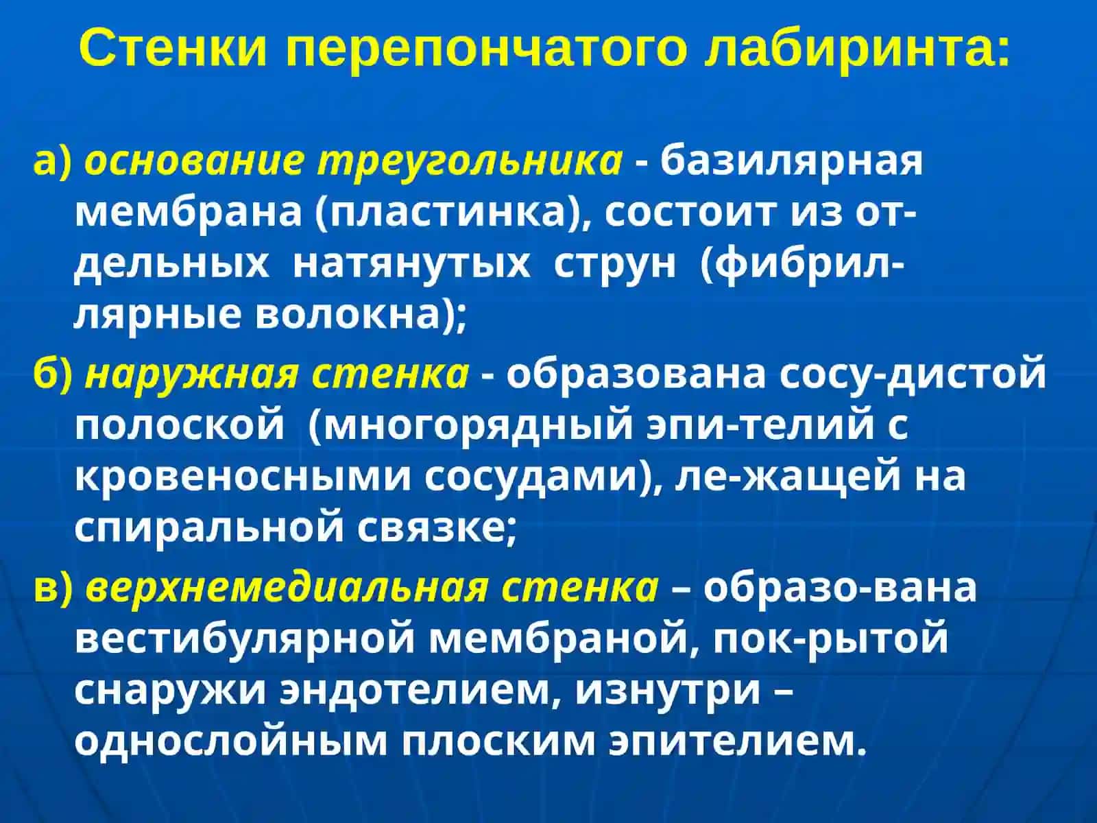 Орган слуха 4