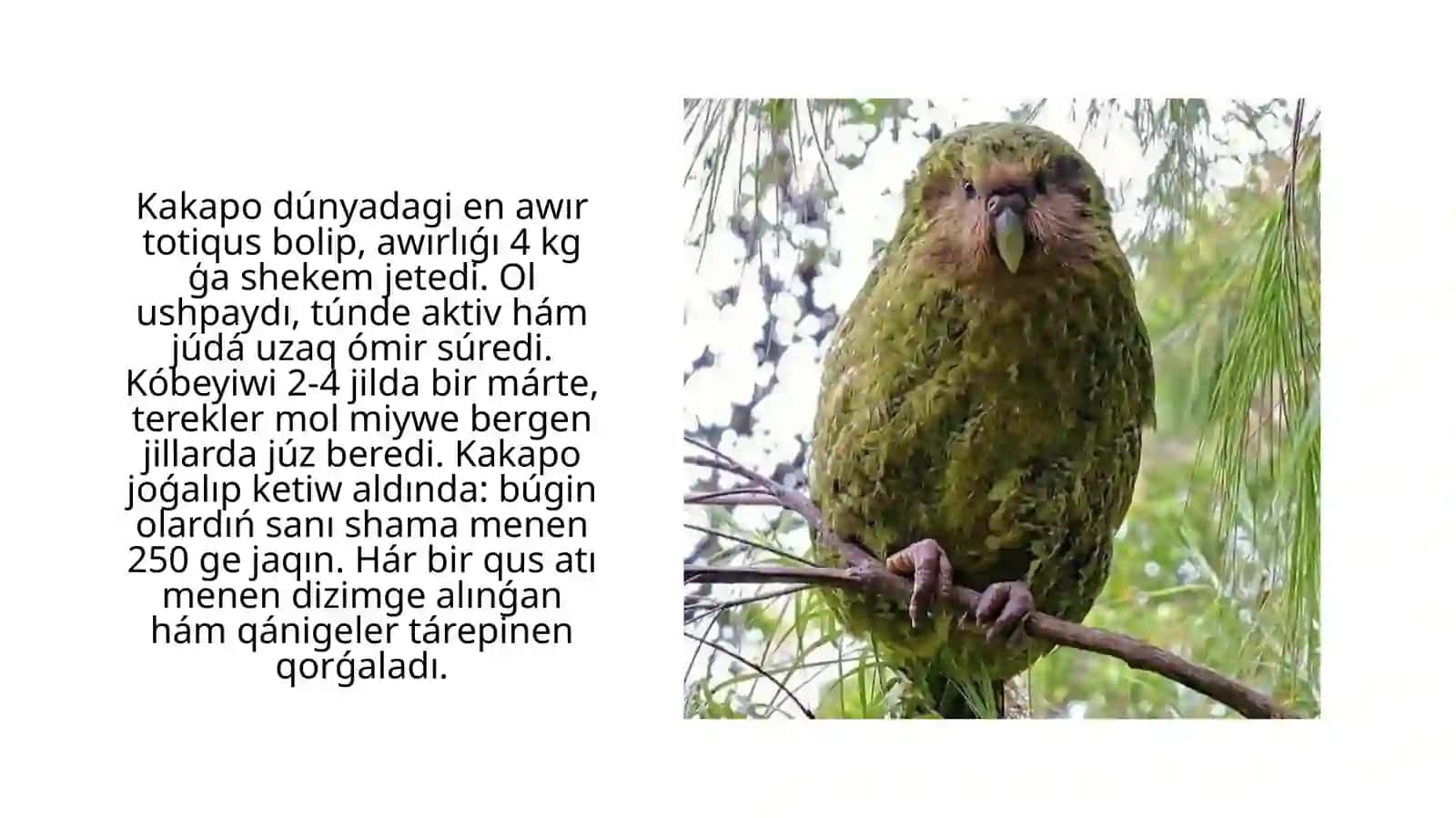 Jańa Zelandiya faunası 4