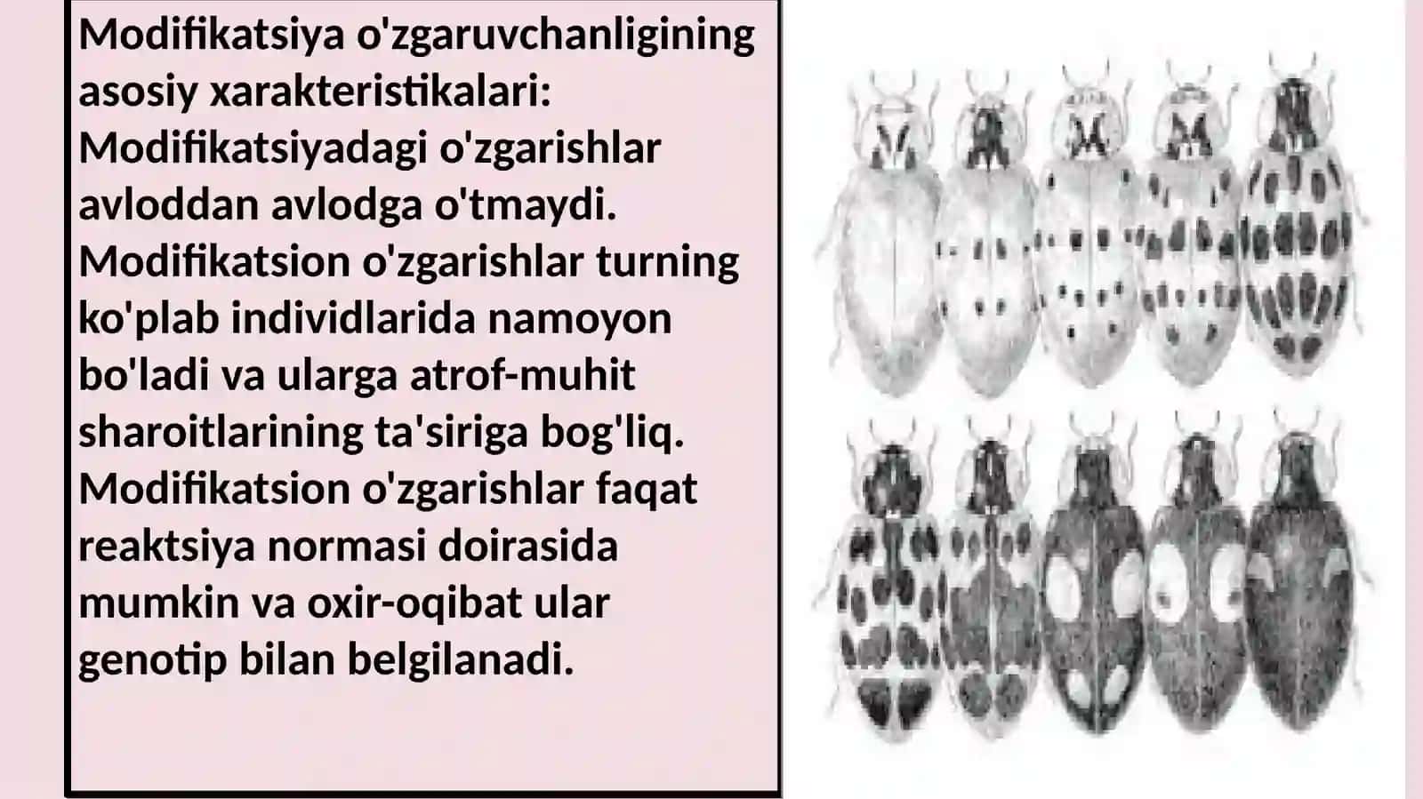 Modifikatsion o’zgaruvchanlik Genetika kurs ishi 4