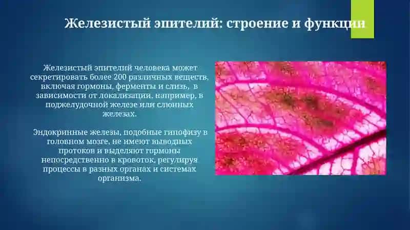 Эпителиии и железистая ткань по гистологии 4