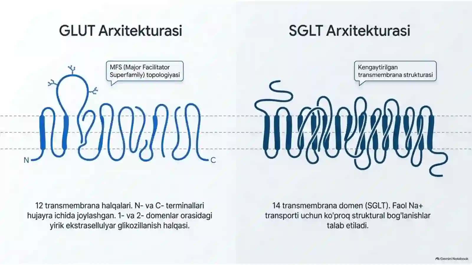 Glyukoza tashuvchilari: tuzilishi, spetsifikligi va klinik ahamiyati — 15 slayd 4