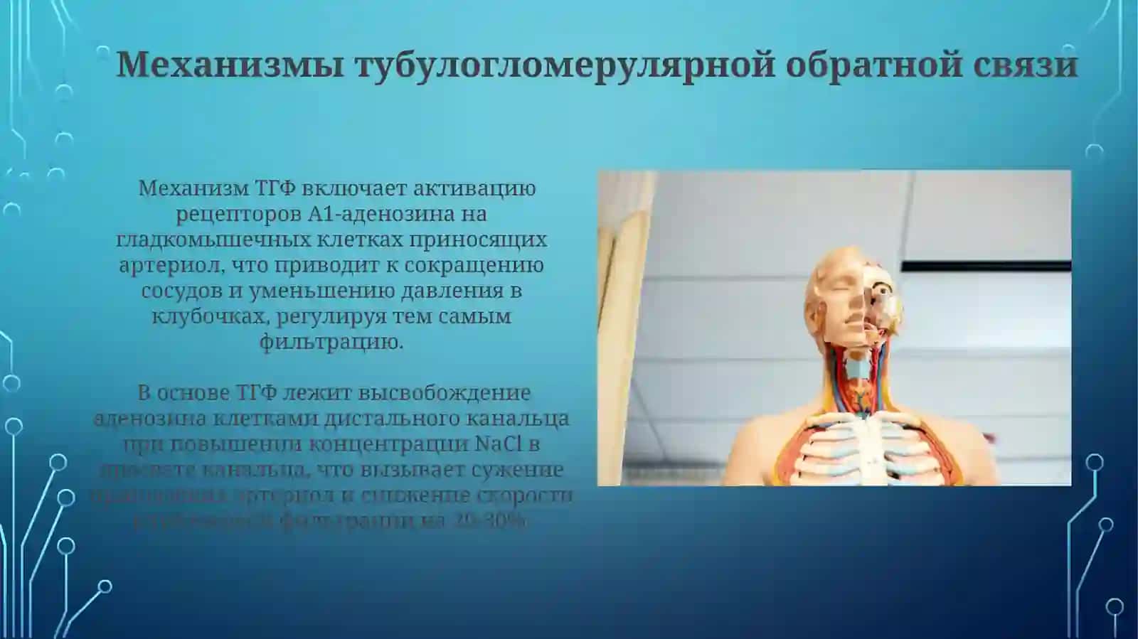 Физиология «почечного давления» 4