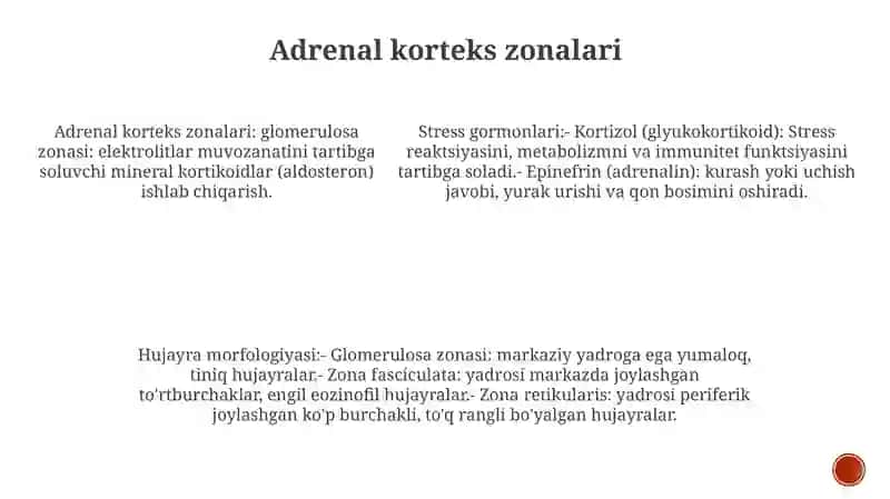 Stress Holatida Buyrak Usti Bezlari Po’StlogʻI Garmonlarining Roli Va Hujayralarining Morfologik KoʻRinishlari 4