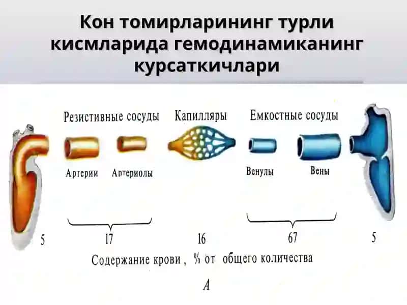 Қон томирлар харакати 4