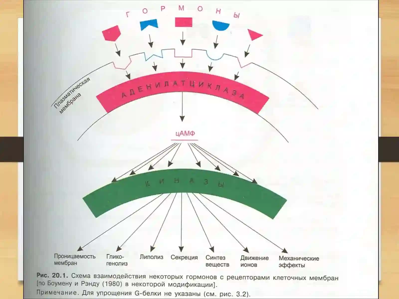 Гормонлар 4