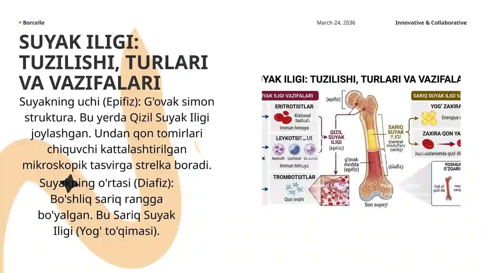 Anatomiya fandan tayyorlagan mustaqil ishi 4