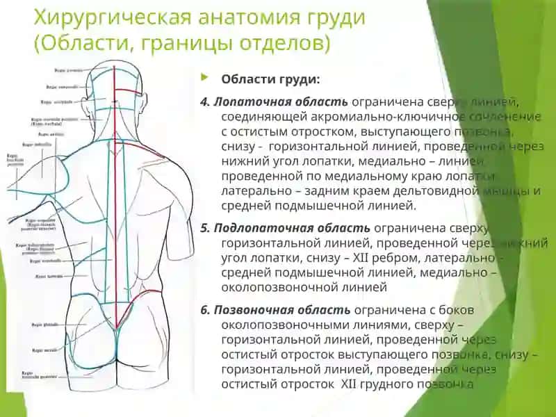 Хирургическая анатомия грудной стенки и молочной железы. Оперативная хирургия грудной клетки и молочной железы 4