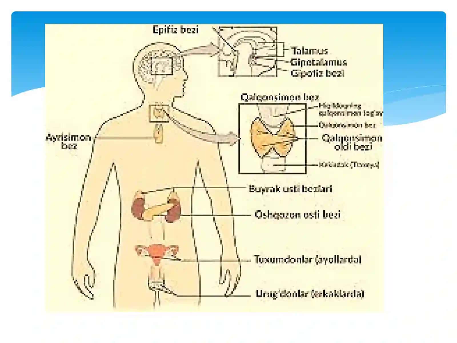 Biokimyo fanidan va endokrin tizimining biokimyosi 4