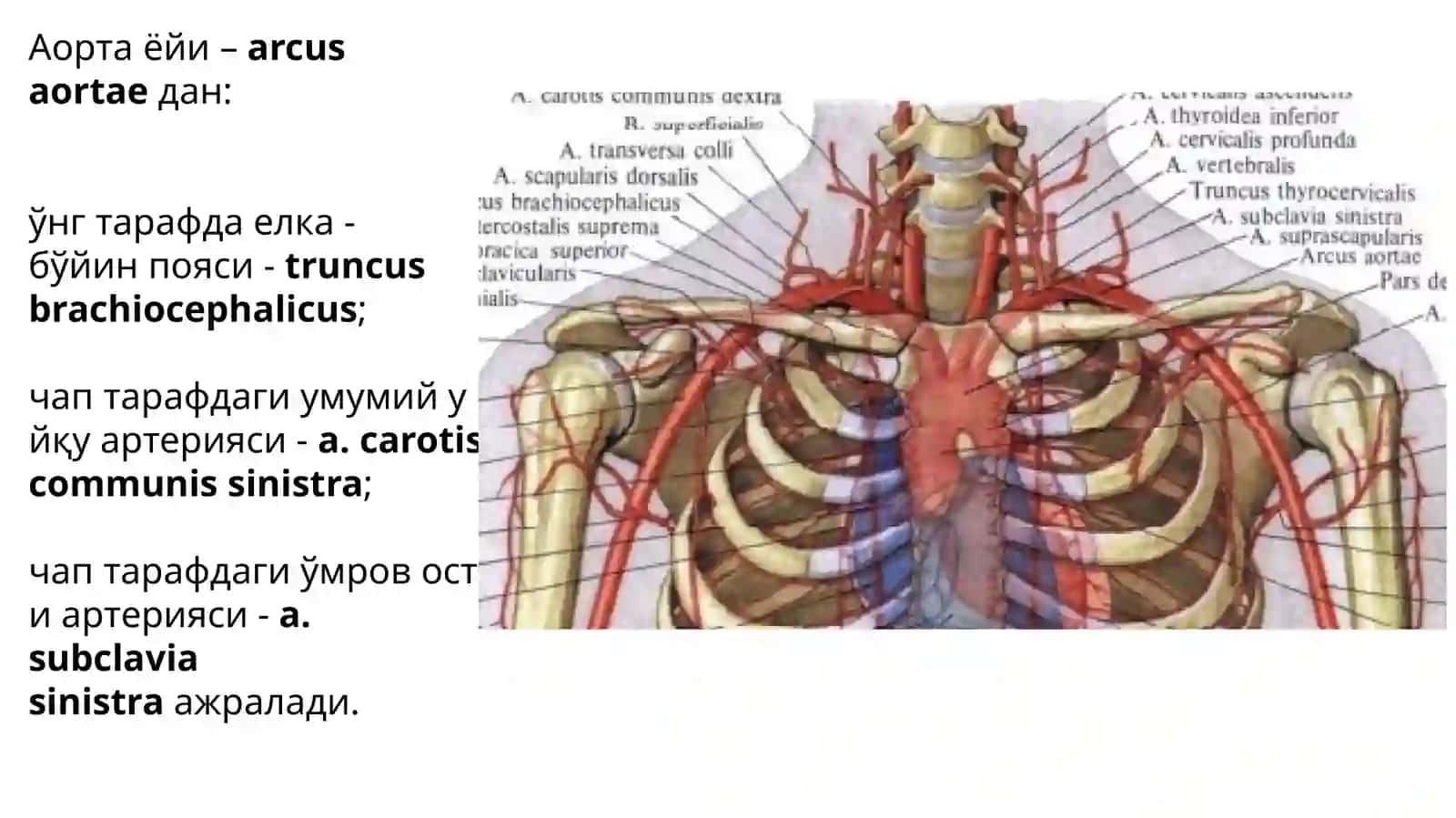 Юрак анатомияси 4