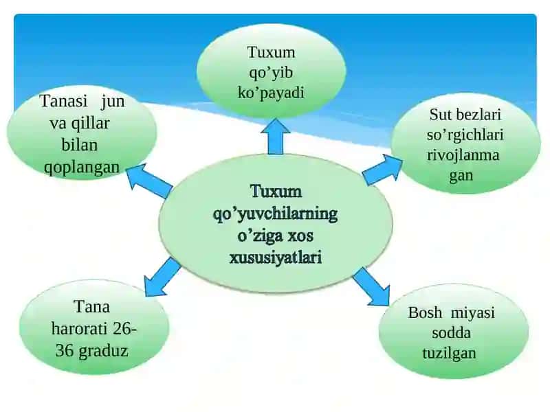 Sutemizuvchilarning xilma-xilligi: tuxum qo’yuvchilar, xaltalilar, yo’ldoshlilar 4