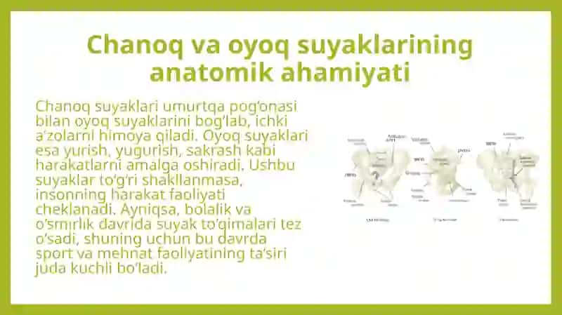 Sport va mehnat faoliyatining chanoq va oyoq suyaklariga ta’siri, rivojlanish nuqsonlari 4