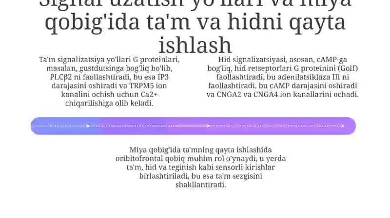 Ta'm va hid bilish nazariyasining biofizikaviy asoslari 4