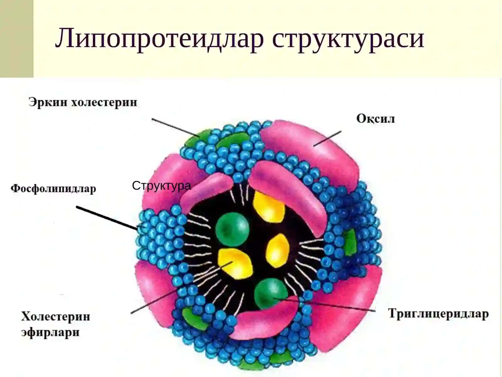 Рузиев О.А.тиббиёт фанлари бўйича фалсафа доктори 4