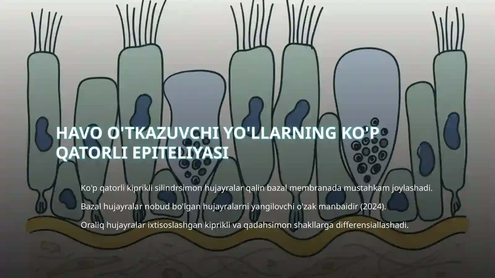 Nafas olish tizimi gistalogiyasi 4