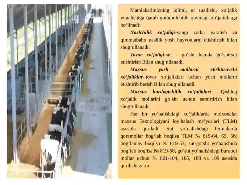 Qoramol, qo‘y, otlarni boqish gigienasi 4