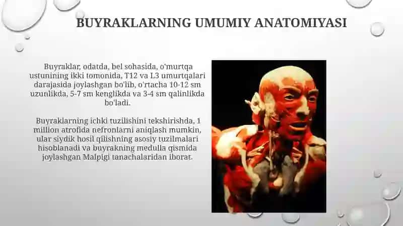 Buyraklar anatomiyasi va fiziologiyasi 4