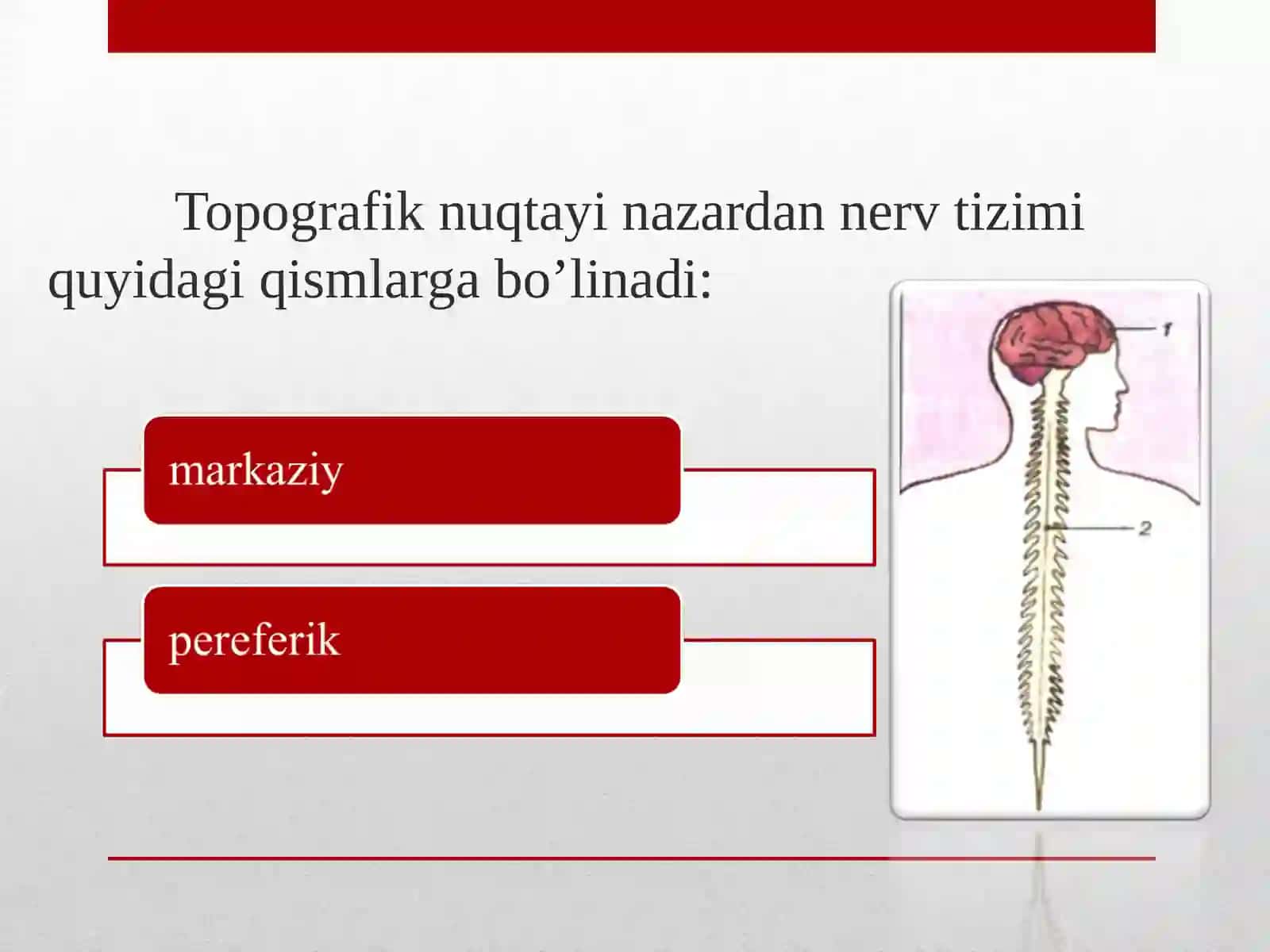 Nerv sistemasi tuzilishi to’g’risida umumiy ma’lumot 4