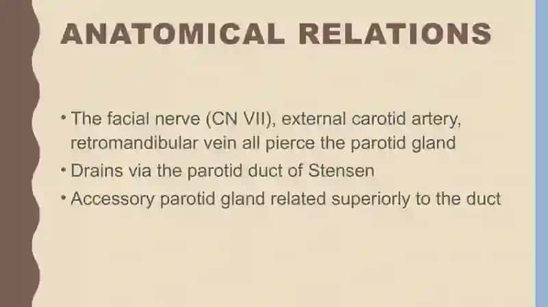 Parotid gland anatomy 4
