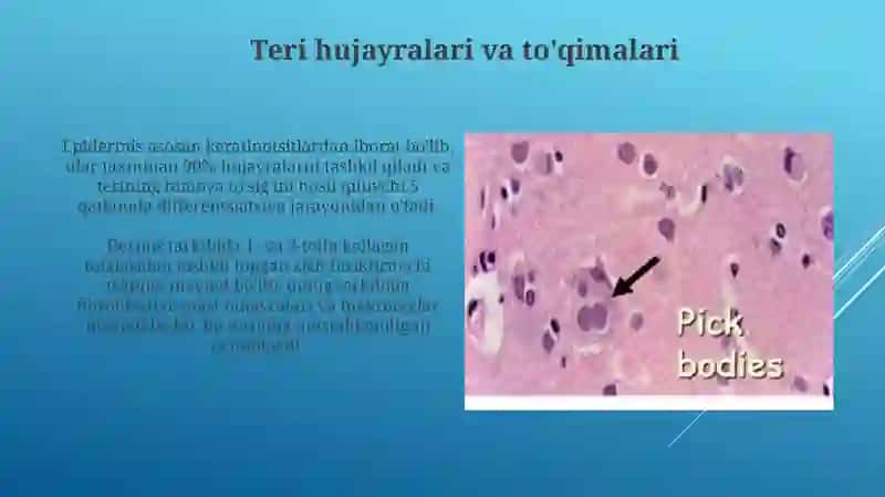Teri gistologiyasi 4
