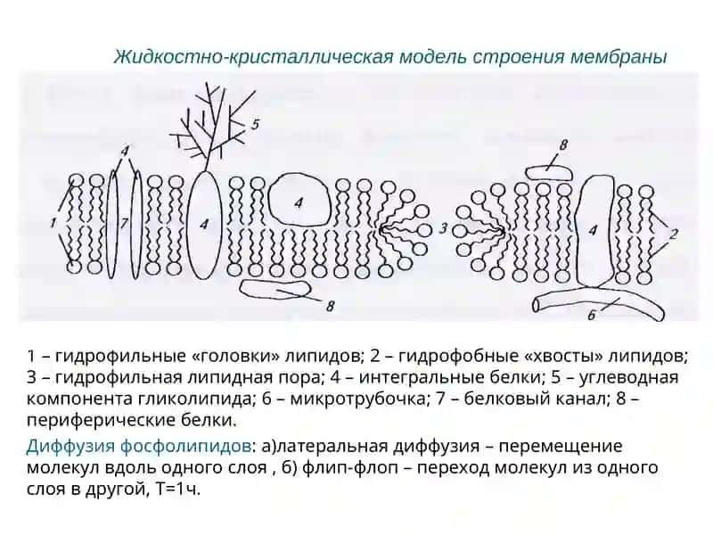 Биологические мембраны. Транспорт веществ 4