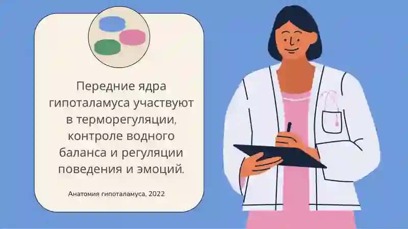 Ядрагипоталамусаиихклиническоезначение 4