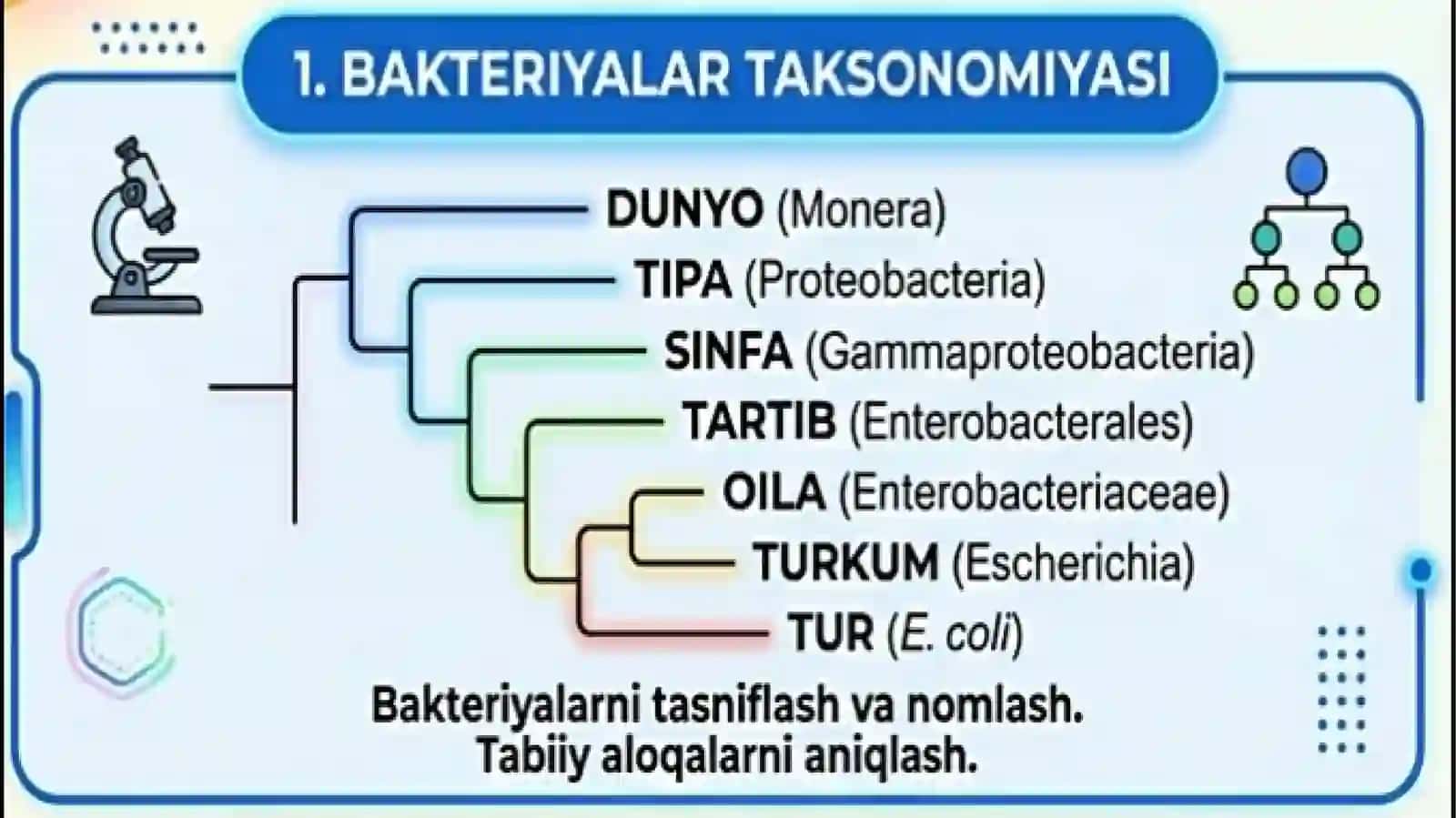 BAKTERIYALARNI KLASSIFIKATSIYASI, TOKSONOMIYASI VA NOMENKLATURASI.

"BERJI" ANIQLAGICHI. BAKTERIYALA 4
