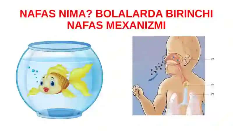 Hazm azolarining rentgenatomiyasi va rivojlanish nuqsonlari. Tishlarning rentgen anatomiya. 4